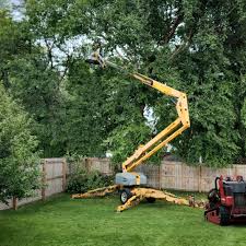 Professional Tree Services in Rockwood, VA