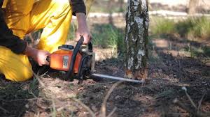 How Our Tree Care Process Works  in  Rockwood, VA