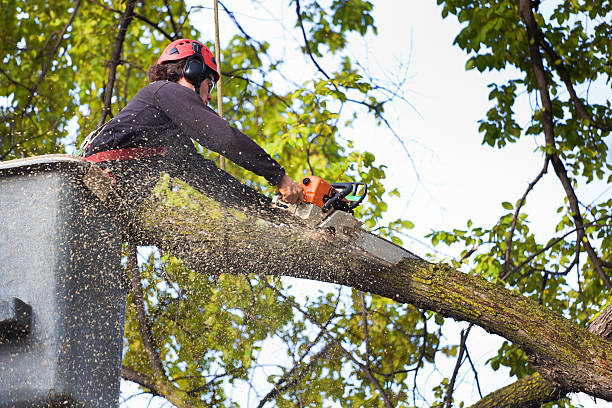 Best Tree Preservation Services  in Rockwood, VA