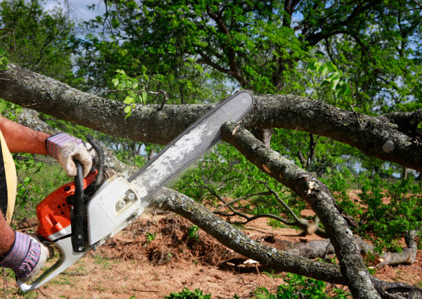  Rockwood, VA Tree Services Pros